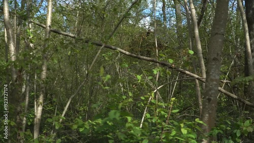 Wallpaper Mural Wild woodland panorama filmed in walking motion through bushy, dense spring forest with sunlit deciduous trees. Green foliage and natural undergrowth create the atmosphere of a pristine environment.  Torontodigital.ca