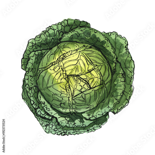 Watercolor Cabbage Head – Hand Drawn Botanical Vegetable Illustration Isolated on White
