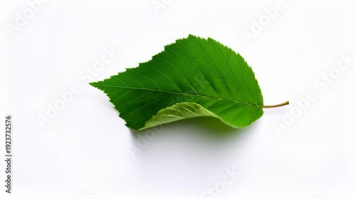 Single Green Leaf with Serrated Edges on White Background