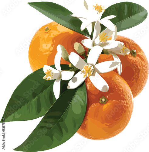 Orange fruits with white flowers and green leaves botanical