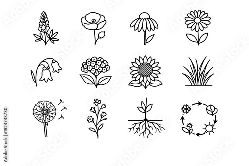 Native Wildflower Icons. Native wildflowers. Line icon set of native wildflowers: lupine flower, poppy bloom, coneflower, daisy, bluebell, milkweed, sunflower,