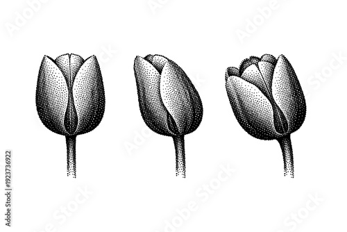 Floral tulip flower pattern, a single tulip bloom pattern object represented in front view, side profile view, and three-quarter view within