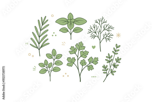 Herb illustrations. A delicate composition of fresh herbs with thin stems and leaves arranged neatly on a clean background. Calm natural
