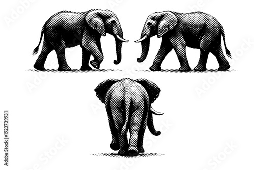 Elephant silhouette walking pose capturing leg movement, shoulder mass, and trunk swing presented in three side-oriented views. Black and
