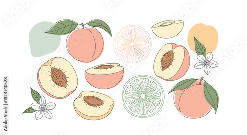 Set of peach fruit drawings shows whole fruit, halves, and quarters mixed with blossoms and abstract color blobs for a fresh look.