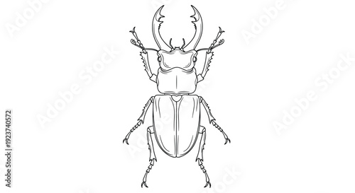 Detailed black and white line art illustration depicts a stag beetle with its characteristic large mandibles and segmented body.