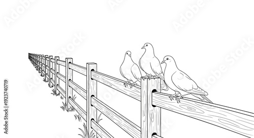 Three pigeons perched on fence in linear perspective drawing