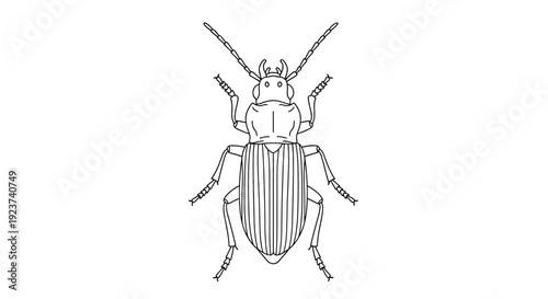 Black and white line art illustration shows a ground beetle with long antennae and a segmented body in a detailed engraving style.
