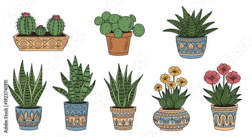 Collection of various indoor potted house plants including cacti and succulents in decorative ceramic containers.