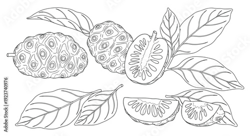 Botanical illustration of whole and sliced noni fruit with large veined leaves on a plain white background.