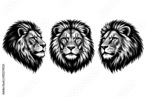 Lion head halftone adult male lion head depicted as a single realistic lion head object shown in three different views emphasizing mane