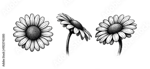 Three detailed black and white daisy illustrations in different angles on a white background