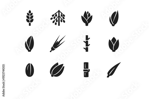 Grain Plant Parts. Solid icon set of Grain Plant Parts: spikelet, panicle, floret, lemma, palea, awn, rachis, glume, grain seed, husk, stem