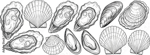 Oyster and scallop engraving collection. Detailed black and white shellfish line art set. Vintage seafood illustration isolated on transparent background.