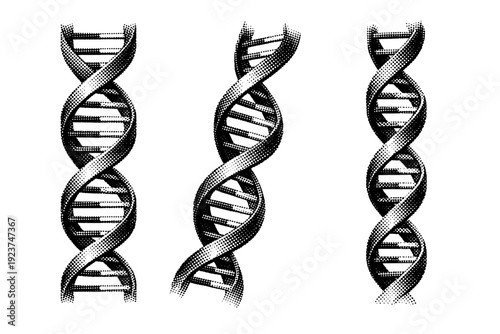 Molecule structure DNA double helix segment with twisted ladder form and paired bases, depicted as straight-on view, rotated oblique view,