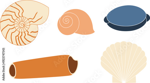 Sea shell collection illustration. Nautilus, scallop, clam and spiral marine shells set. Minimal flat ocean elements isolated on transparent background.