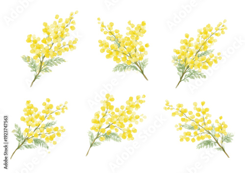 水彩風ミモザの花セット 春の黄色い花イラスト ベクター素材
