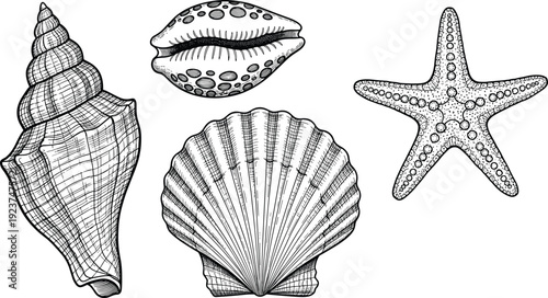 Vintage sea shell engraving set. Starfish, scallop and spiral shells in detailed line art. Black and white marine illustration isolated on transparent background.