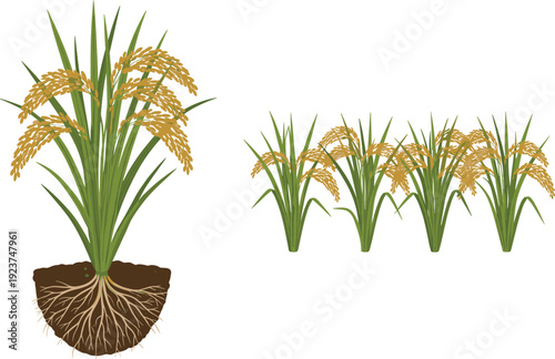 Rice plant with roots illustration. Golden paddy crop and growing field stages. Agricultural farming concept isolated on transparent background.