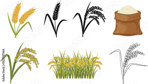 Rice plant growth stages set. Golden, black and outline paddy ears with sack of grain. Agricultural crop collection isolated on transparent background.