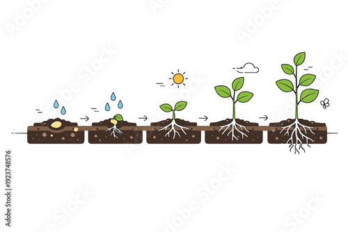 Step-by-step plant growth. A linear step diagram showing soil layers, water drops, roots expanding, stem forming, and leaf emergence?illustrating growth both