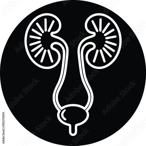 Human Urinary System Icon - Minimalist White Line Art Anatomy of Kidneys and Bladder on Black Circle for Medical Science Design Vector