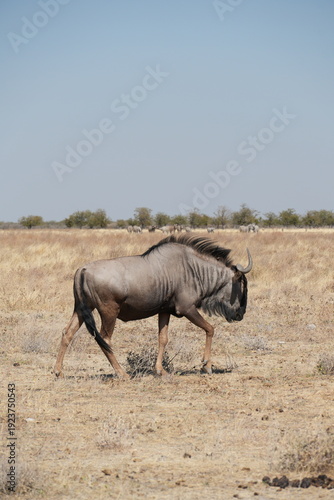 Tableau sur toile Ñu caminando por la savana africana
