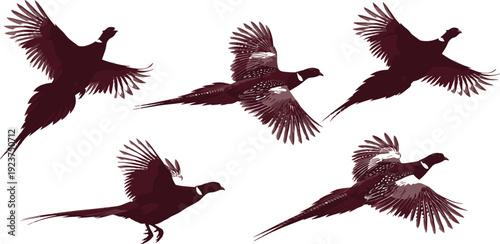 Flying pheasant bird silhouette vector illustration set, wild game bird wings spread collection isolated on white background, hunting nature wildlife element.