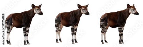 Fototapeta Set Okapi Isolated Forest Giraffe Congolese Wildlife Collection on White Background Oil Paint Style