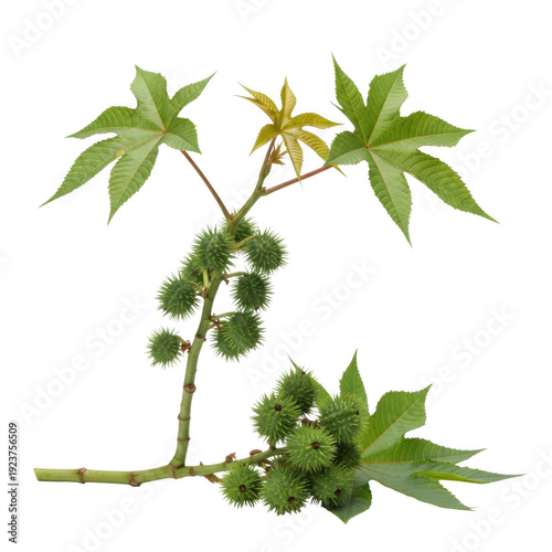 Green castor oil plant branch with large palmate leaves and spiky green seed pods isolated on a transparent background
