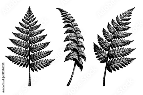 Black and white halftone botanical art fern leaf A fern leaf frond is presented as one object shown from three different views: front view,