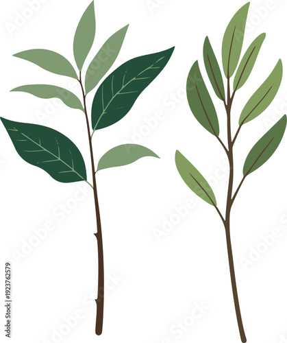 Minimalist natural floral vector sticker of curry leaf stem, bold black thick clean outline, pure white background