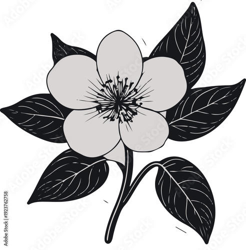 Minimalist natural floral vector sticker of hellebore flower with leaves, bold black thick clean outline, pure white background 3