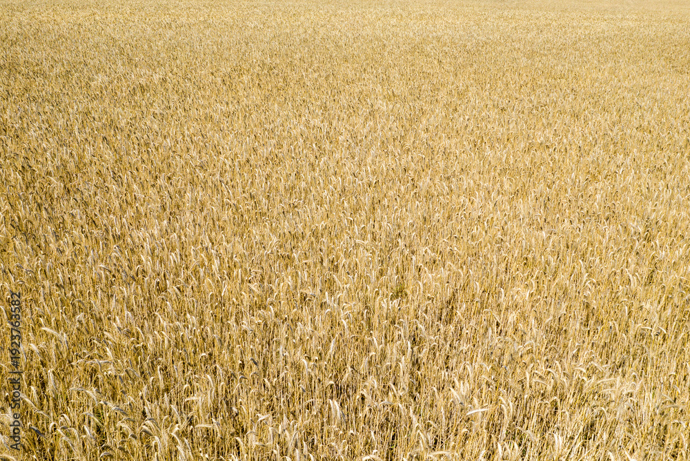 Fototapeta premium Expansive view of a ripe wheat field with dense golden stalks filling the frame, illuminated by bright summer sunlight. The texture is rich and uniform, evoking abundance and tranquility.