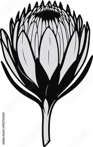 Minimalist natural floral vector sticker of protea flower bloom, bold black thick clean outline, pure white background 1