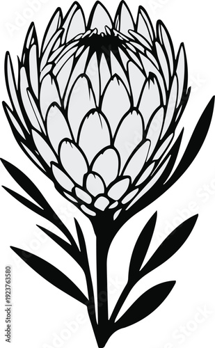 Minimalist natural floral vector sticker of protea flower bloom, bold black thick clean outline, pure white background 3