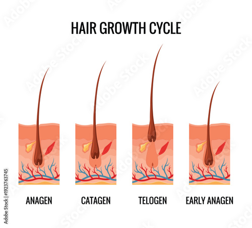 Hair growth cycle. Follicles phase. Anagen, Catagen and Telogen of hair bulbs phase. Human hair follicle anatomy. Cross section of layers of the skin