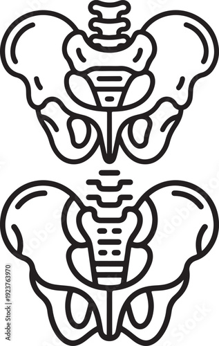 Human pelvis bone line icon collection. Includes male and female pelvic bone structures. Created in outline style with black and white palette.