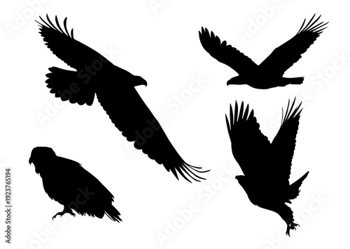 Dynamic collection of majestic eagle silhouettes showcasing powerful flight and graceful postures, capturing the essence of a formidable bird of prey and wild nature