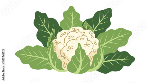 Stylized illustration of a white cauliflower surrounded by vibrant green leaves.