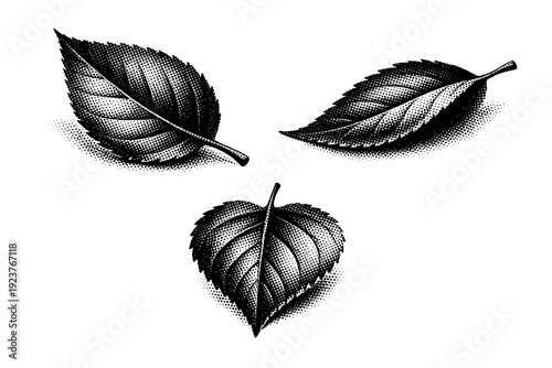 Halftone Leaf Study. Leaf. A realistic leaf with gently curved surface and tapered tip, rendered as one object repeated in three varied positional views. Black