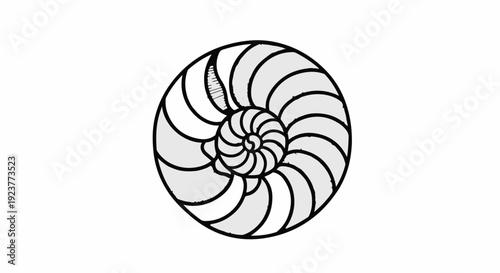 Elegant nautilus shell spiral, a beautiful natural pattern of growth and perfection