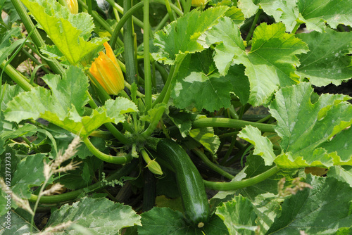 Quadro su tela Zucchini,  Cucurbita pepo