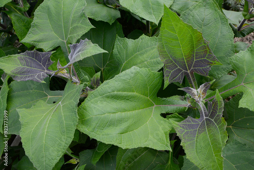 Yacón, Smallanthus sonchifolius