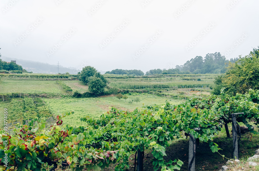 Fototapeta premium Vineyards with hanging grape clusters