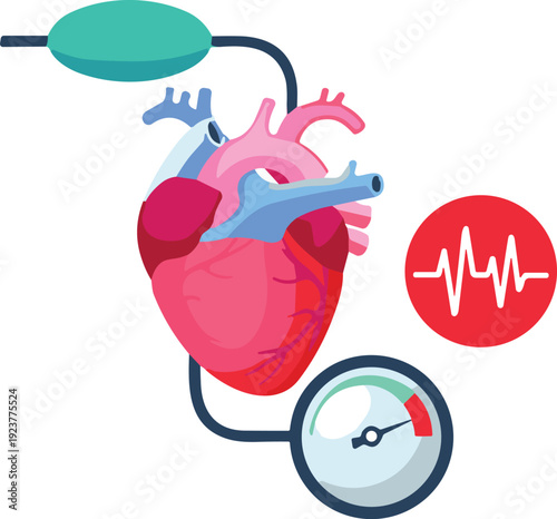 Human heart anatomy illustration, blood pressure monitoring concept with stethoscope gauge and ECG heartbeat medical cardiology health vector design