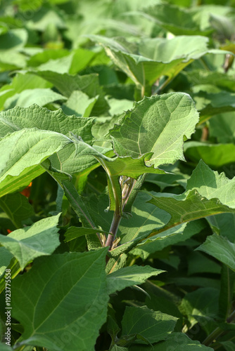 Wallpaper Mural Yacón, Smallanthus sonchifolius Torontodigital.ca