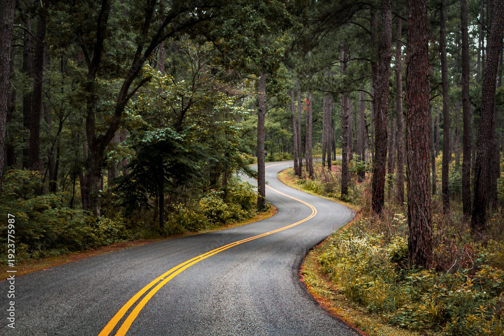 Fototapeta premium Autumn forest road surrounded by colorful trees and leaves