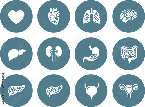 Human Internal Organs Icon Set on Blue Steel UI Buttons, Minimalist Anatomy Vector Illustrations for Medical Tech & Healthcare Apps
