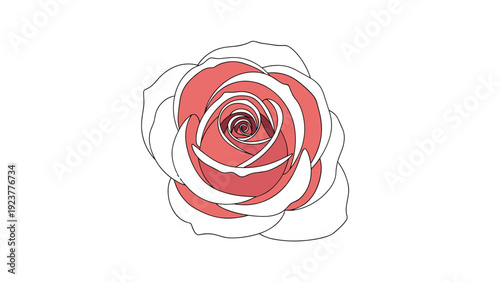 Symmetrical top-view illustration of a red rose with white edges, showing the intricate layering of its petals from above.